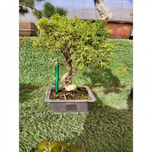 Juniperus chinensis tiesto plastico rectangular marron