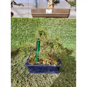 Juniperus chinensis rectangular azul