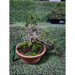 Juniperus itoigawa tiesto entrenamiento SUP